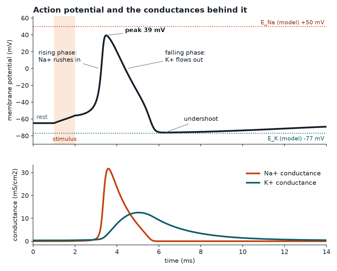 Simulated action potential with the voltage trace and the sodium and potassium conductances below it