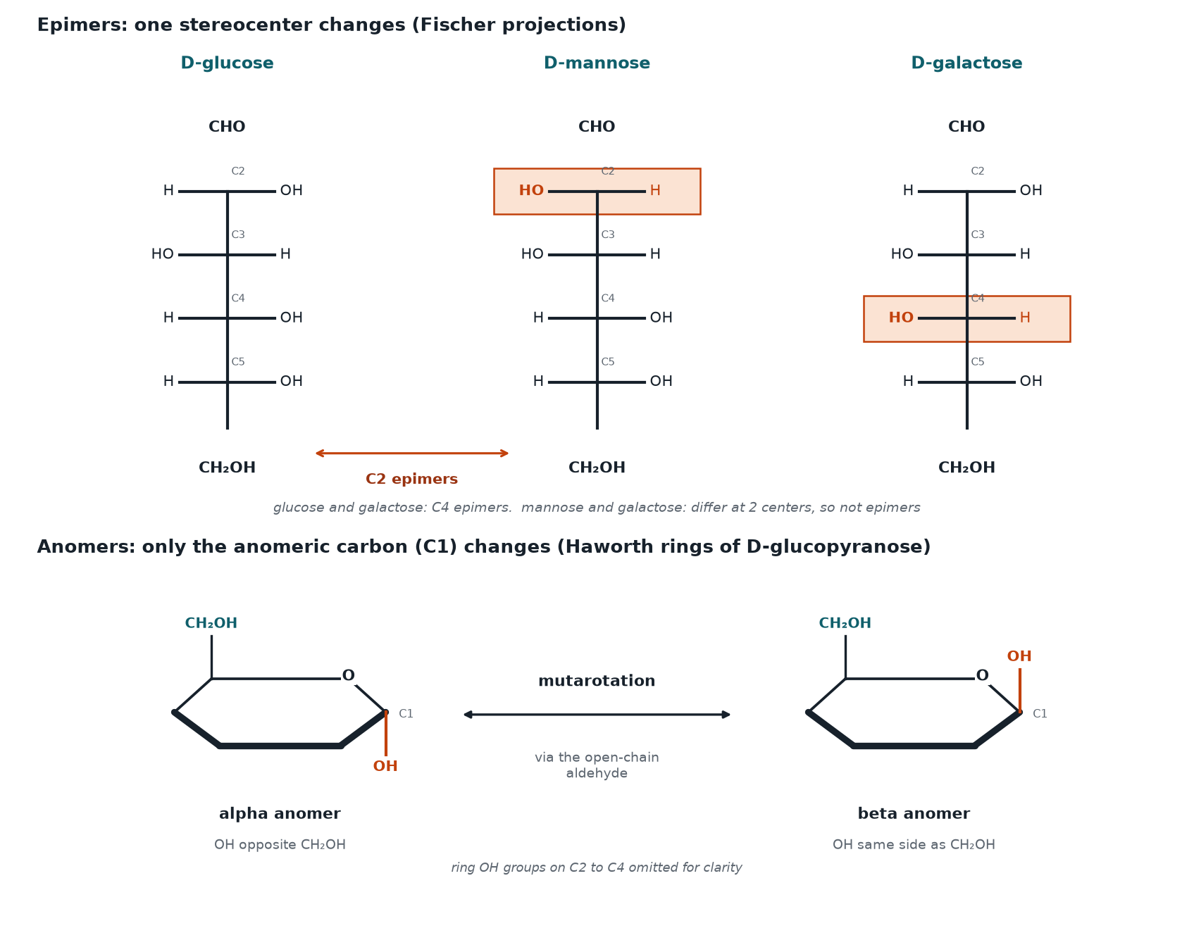 Fischer projections of D-glucose, D-mannose and D-galactose, and Haworth rings of the alpha and beta anomers