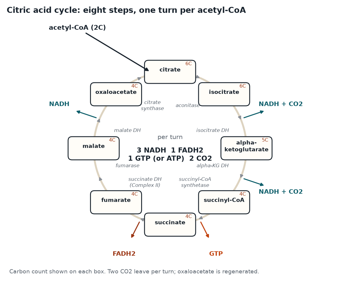 The citric acid cycle drawn as a ring of eight intermediates with carbon counts, showing where NADH, FADH2, GTP and CO2 leave each turn