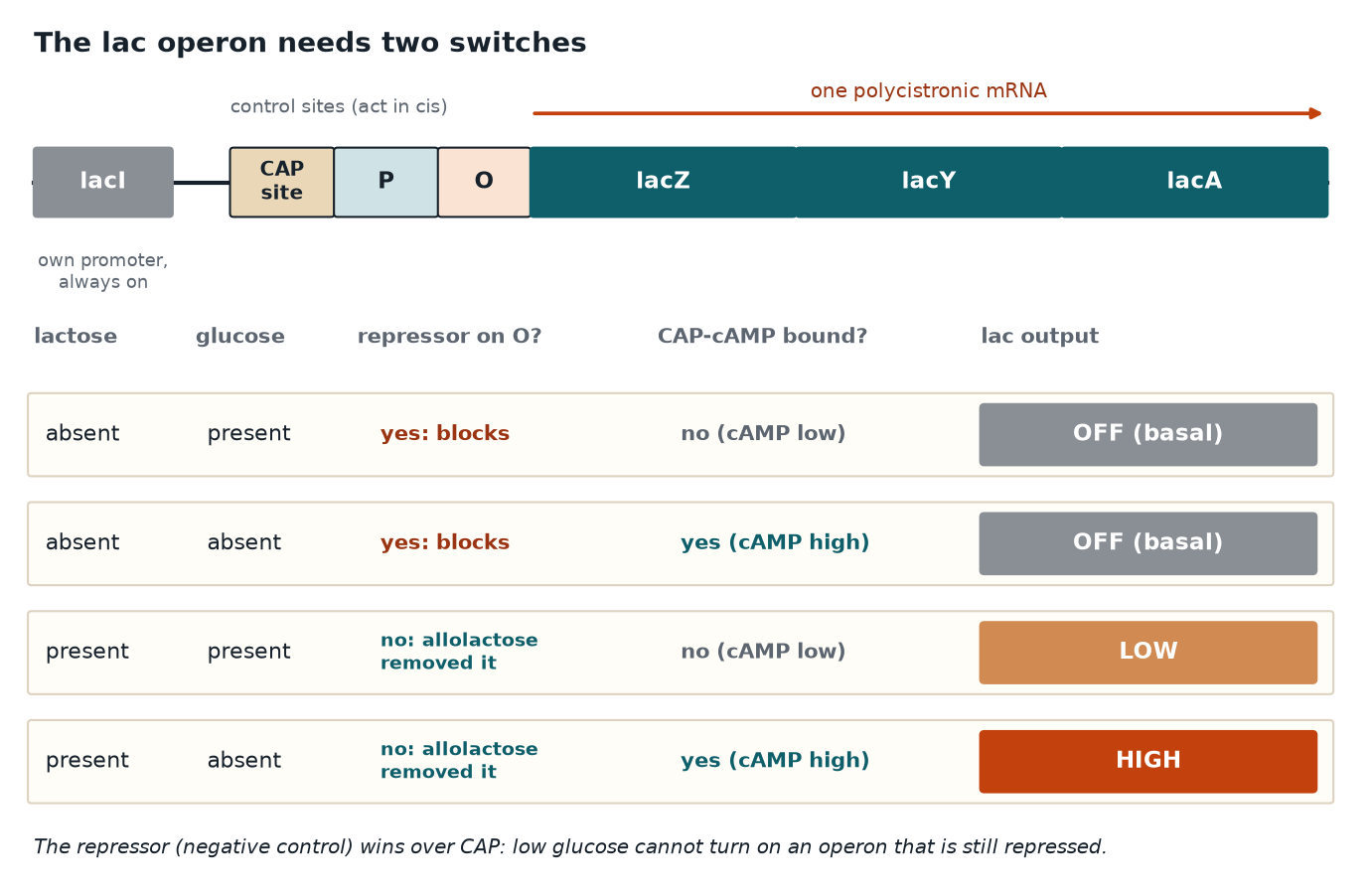 Lac operon map with the repressor and CAP-cAMP state under four conditions