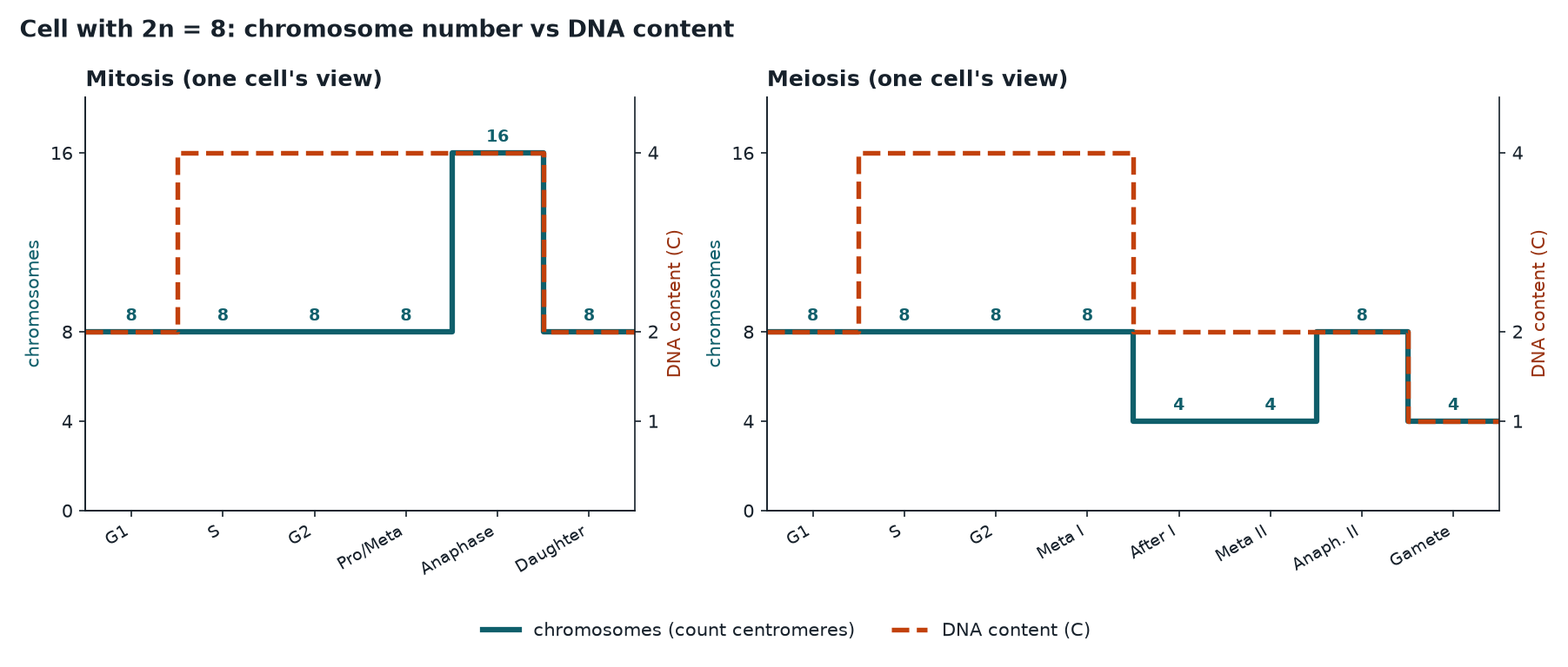 Step plots of chromosome number and DNA content through mitosis and meiosis