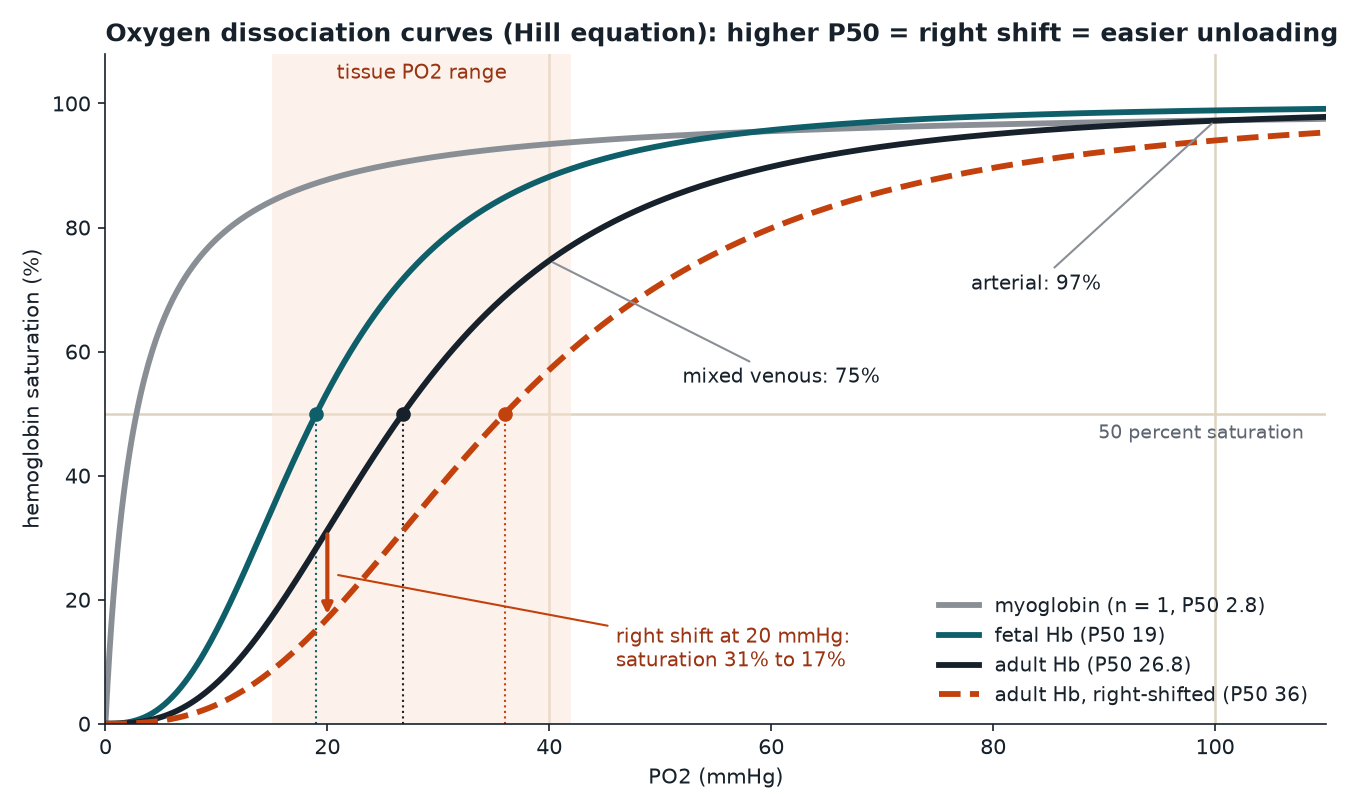 Hill-equation curves for myoglobin, fetal hemoglobin, normal adult hemoglobin and a right-shifted adult curve, with P50 marked on each hemoglobin curve