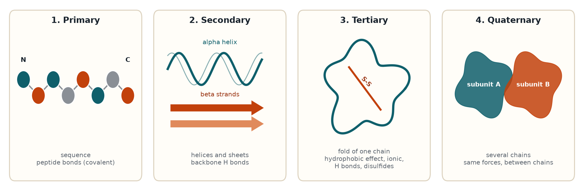 Four levels of protein structure shown side by side with the main stabilizing interactions