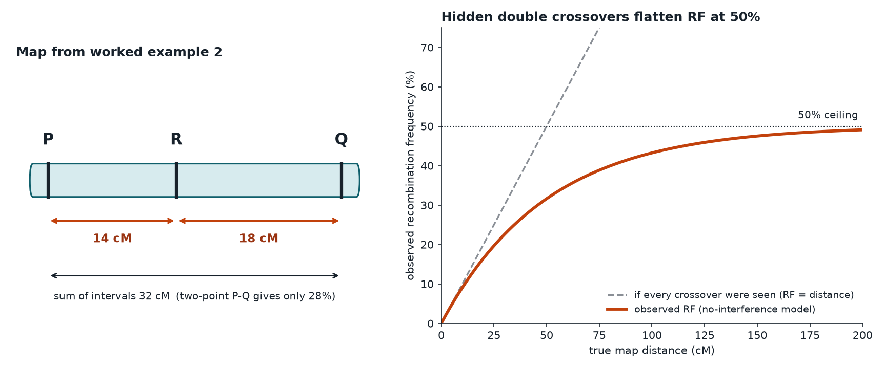 A genetic map of three linked genes from the worked example, and a curve showing observed recombination frequency flattening at 50 percent as true map distance grows