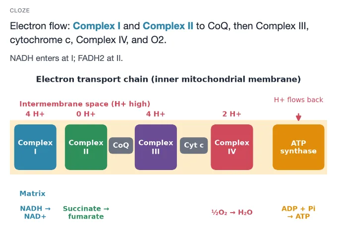 Sample card from Metabolism and Bioenergetics, answer side