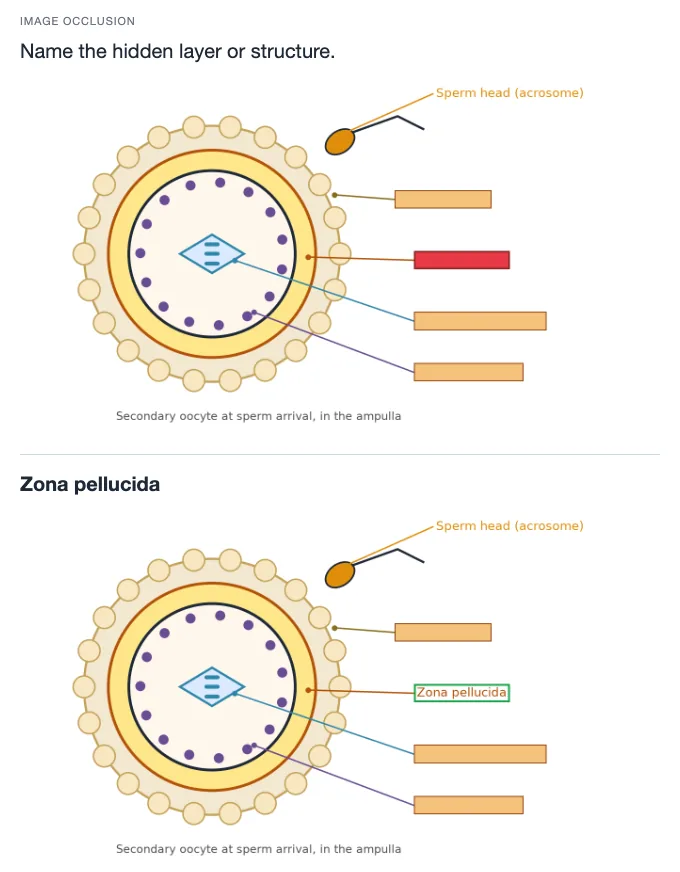 Sample card from Cell Division, Development and Reproduction, answer side