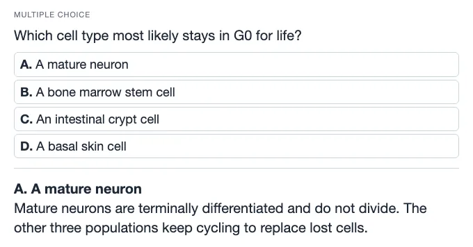 Sample multiple choice card: Which cell type most likely stays in G0 for life?