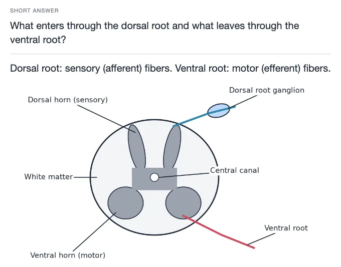 Sample card from Nervous and Endocrine Systems, answer side